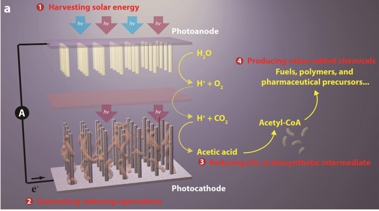Искусственный фотосинтез получит биотопливо из углекисллого газа