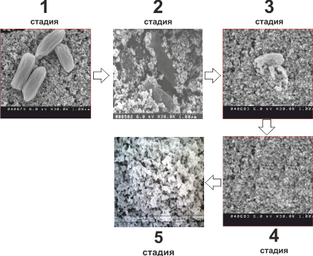 Стадии инактивации микроорганизмов